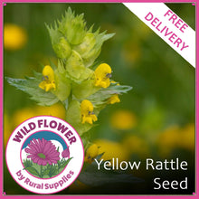 Load image into Gallery viewer, Yellow Rattle Seed
