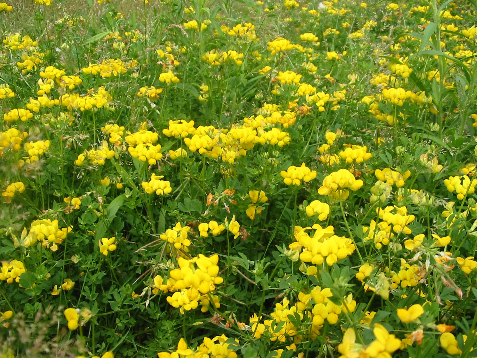 Yellow Trefoil (Black Medick) flowers