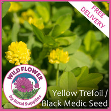 Load image into Gallery viewer, Yellow Trefoil (Black Medick)
